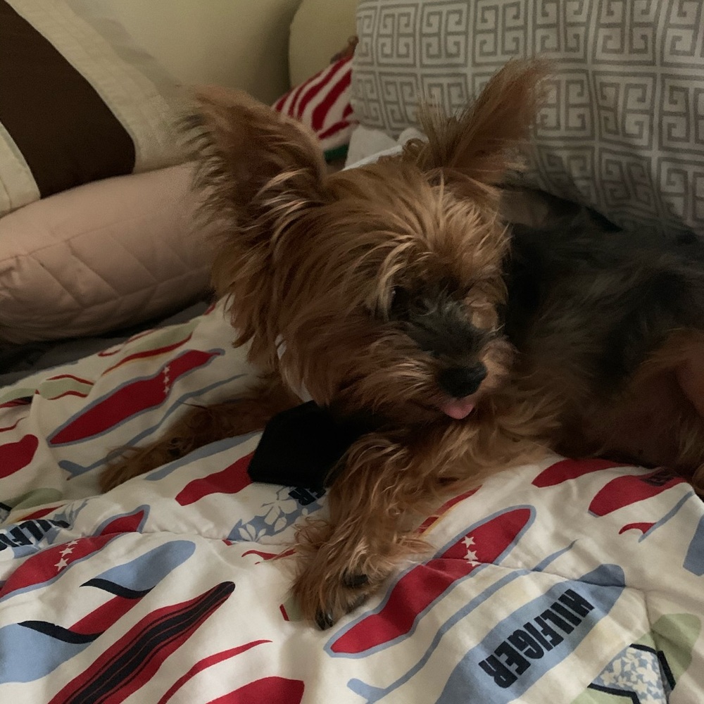 Free with purchase :::Pet bow tie